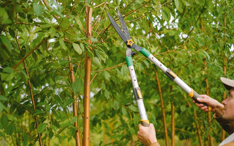 Tree trimming in Middlesex, NC